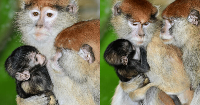 Foto: Zoo Olomouc