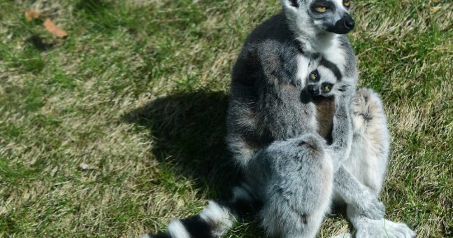 Lemur kata/ zdroj: Zoo Olomouc