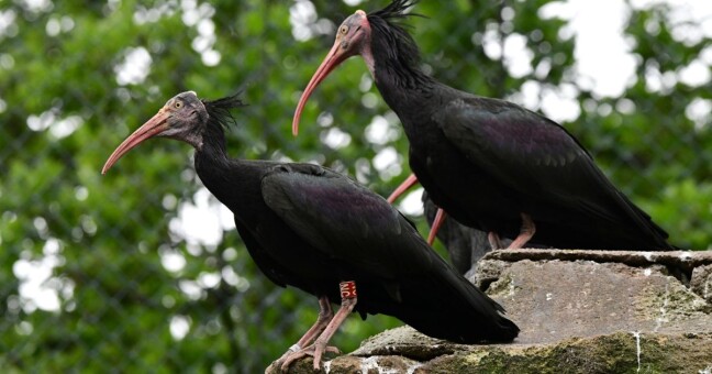 Zdroj: Zoo Olomouc