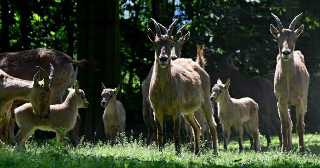 Kozorožci kavkazští, zdroj: Zoo Olomouc