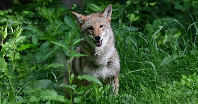 Zdroj: Zoo Olomouc