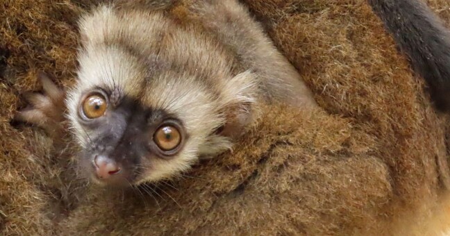 Zdroj: Zoo Olomouc 
