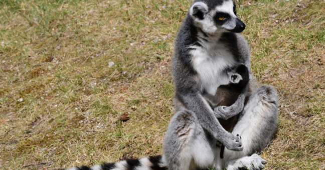 Lemur kata, zdroj: Zoo Olomouc