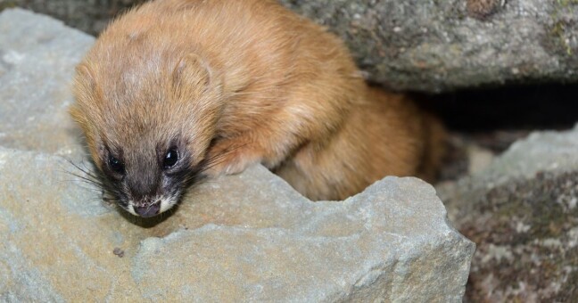 Zdroj: Zoo Olomouc 