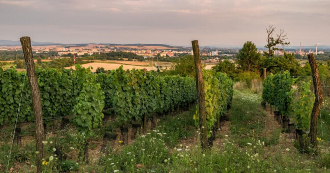 Čekyňský kopec, zdroj: město Přerov