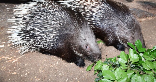 Zdroj: Zoo Olomouc 