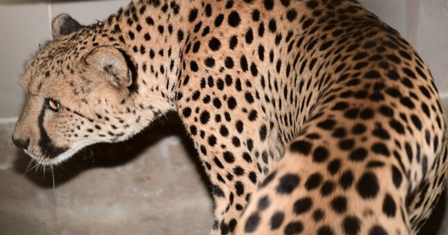 Zdroj: Zoo Olomouc 