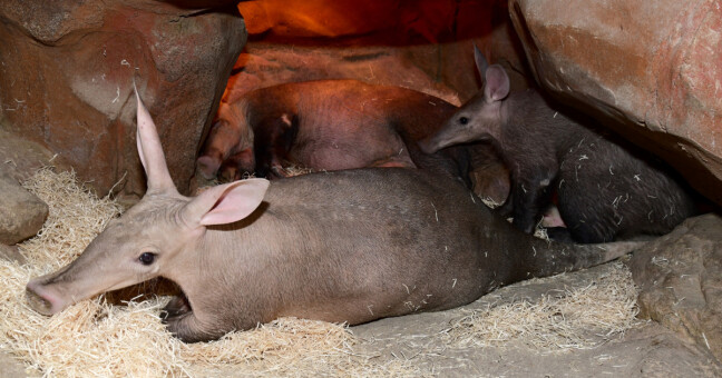 zdroj: Zoo Olomouc