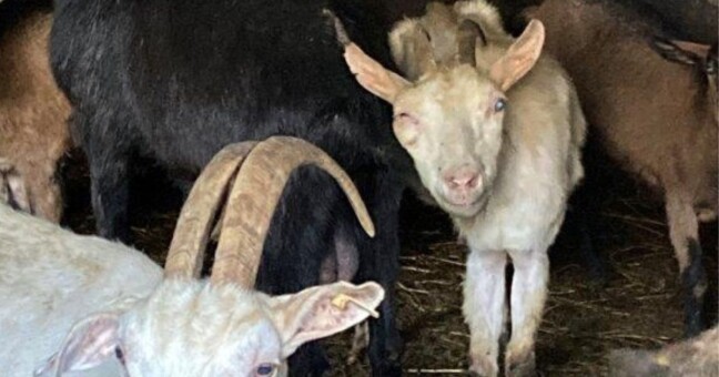 Zdroj: Státní veterinární správa 