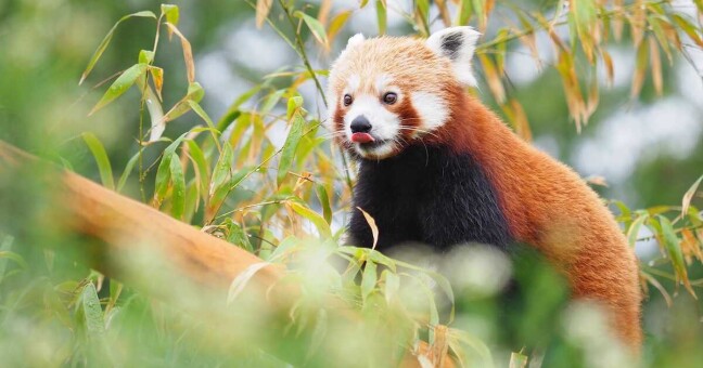 Panda červená | zdroj: Zoo Olomouc