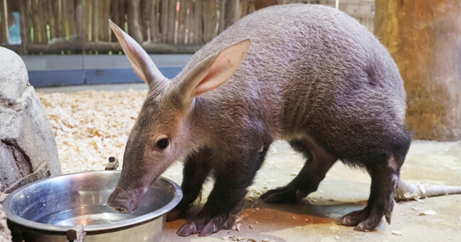 Ilustrační foto, zdroj: Zoo Olomouc