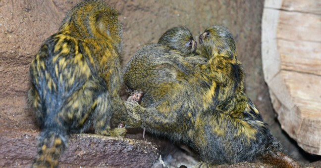 Kosmani zakrslí, zdroj: Zoo Olomouc