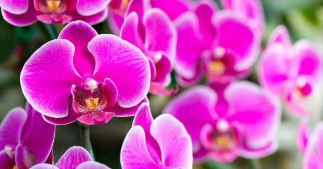 Orchideje, zdroj: Výstaviště Flora Olomouc