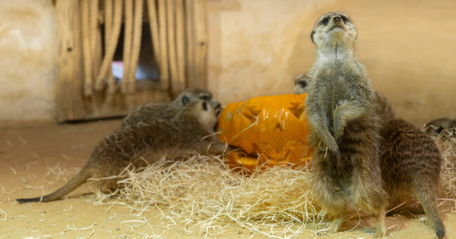 zdroj: Zoo Olomouc