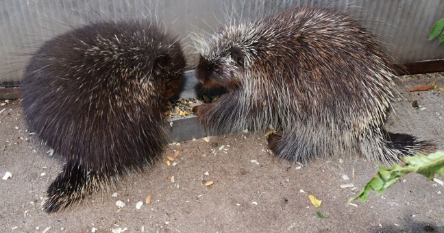 Zdroj: Zoo Olomouc