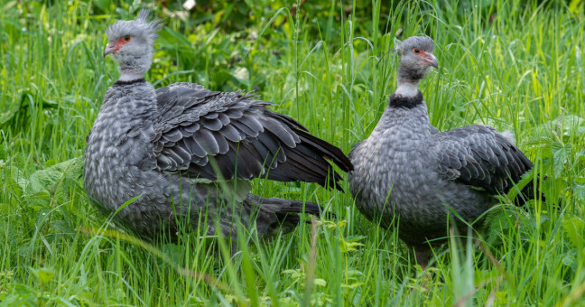 Čája obojková, zdroj: Zoo Olomouc