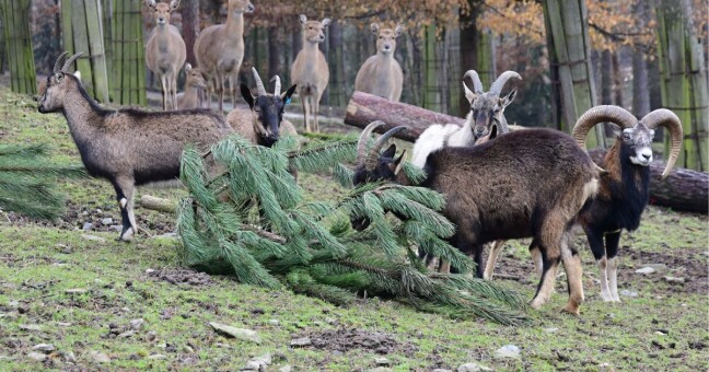 Zdroj? Zoo Olomouc 