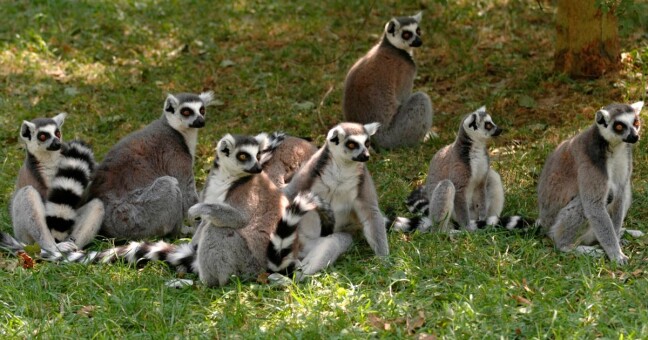 Zdroj: Zoo Olomouc 