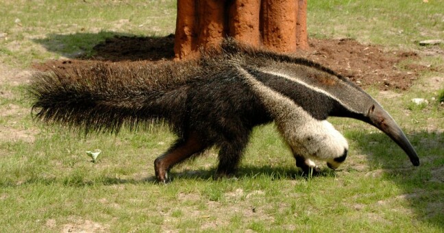 Zdroj: Zoo Olomouc 