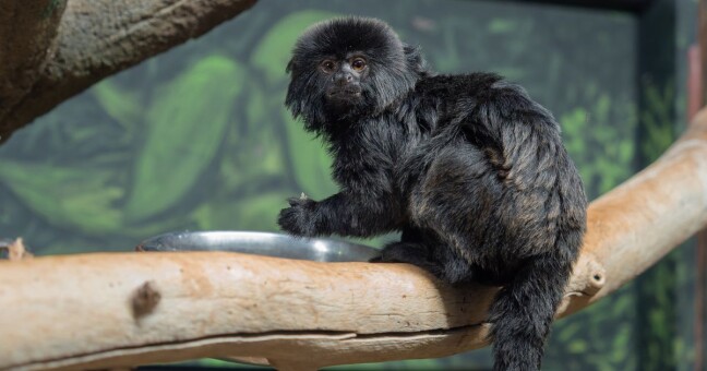 Zdroj: Zoo Olomouc