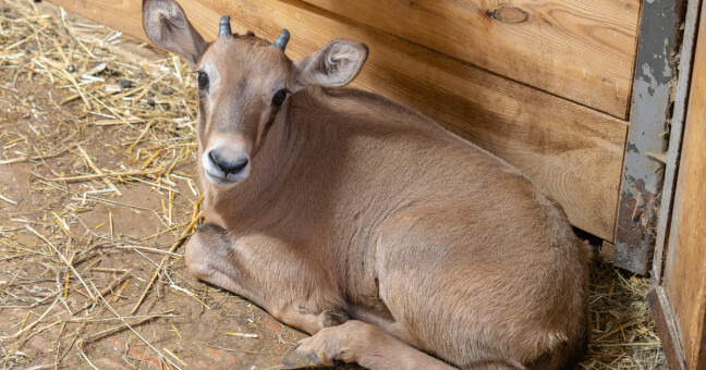 Oryx jihoafrický, zdroj: Zoo Olomouc