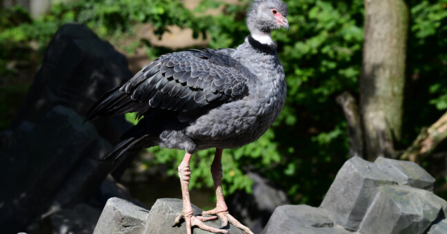 zdroj: Zoo Olomouc