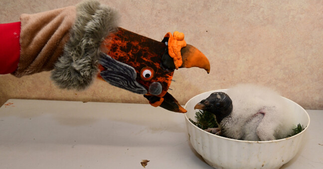 zdroj: Zoo Olomouc