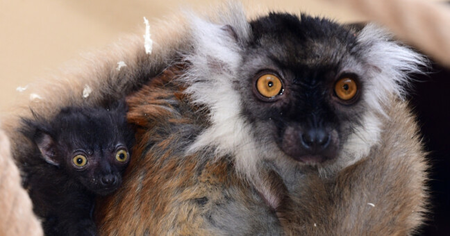 Zdroj: Zoo Olomouc