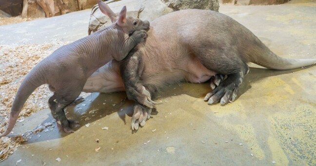 Zdroj: Zoo Olomouc