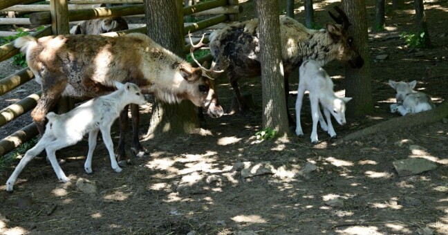 Zdroj: Zoo Olomouc