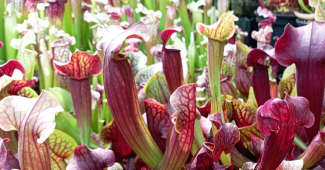 Zdroj: Výstaviště Flora Olomouc