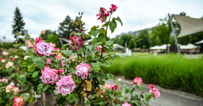 Zdroj: Výstaviště Flora Olomouc