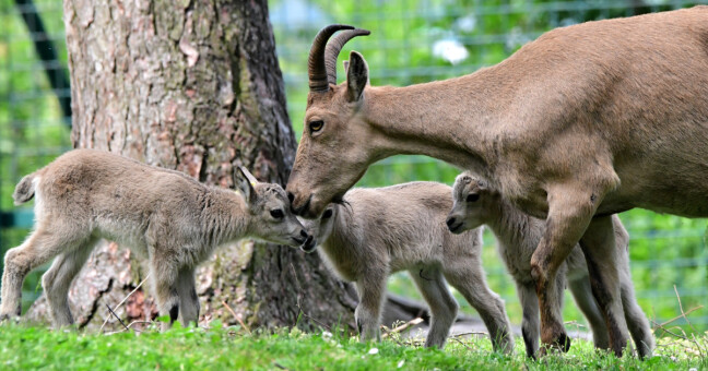 Zdroj: Zoo Olomouc