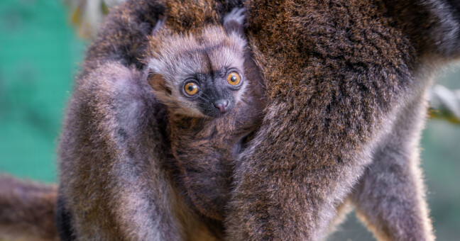 Zdroj: Zoo Olomouc