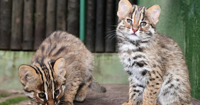zdroj: Zoo Olomouc
