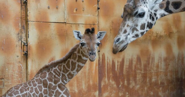 Zdroj: Zoo Olomouc 
