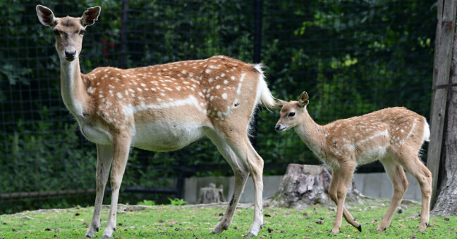 Zdroj: Zoo Olomouc