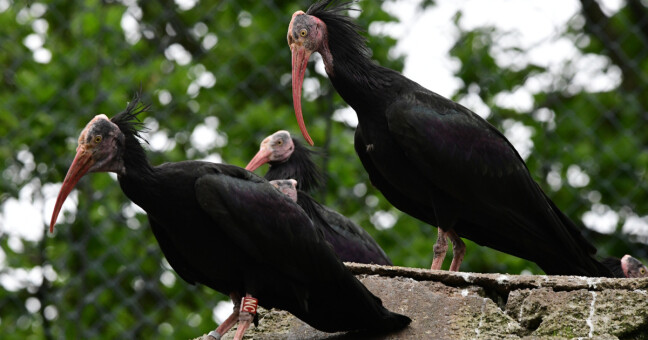 Ibis skalní, zdroj: Zoo Olomouc