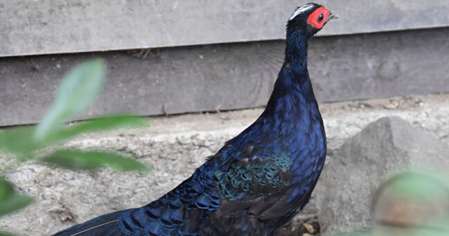 zdroj: Zoo Olomouc