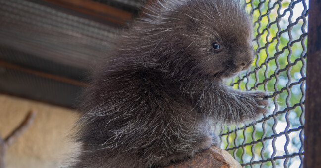 Urzo kanadský, zdroj: Zoo Olomouc