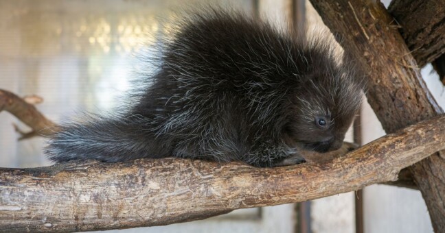 Zdroj: Zoo Olomouc