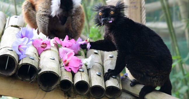 Zdroj: Zoo Olomouc