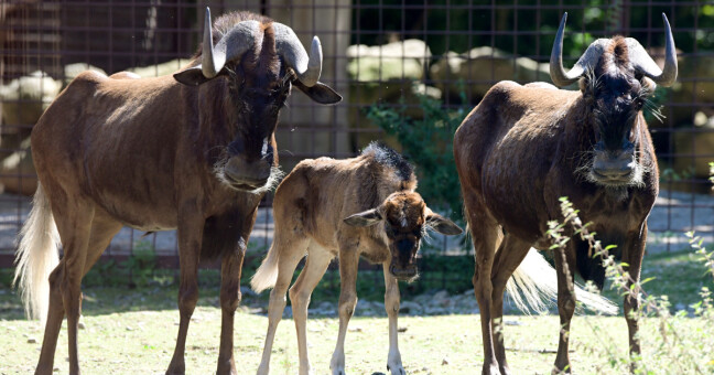 Zdroj: Zoo Olomouc