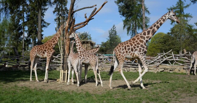 Zdroj: ZOO Olomouc