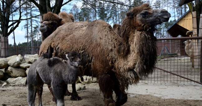 Zdroj: Zoo Olomouc