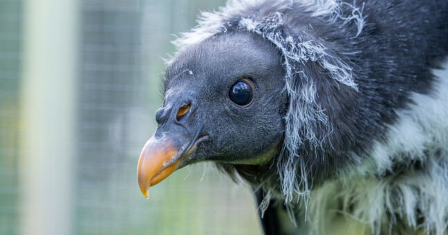 zdroj: Zoo Olomouc
