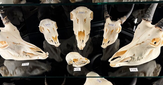 Zdroj: Zoo Olomouc