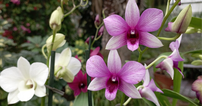 zdroj: Výstaviště Flora Olomouc