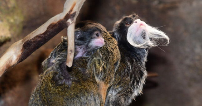 Zdroj: Zoo Olomouc