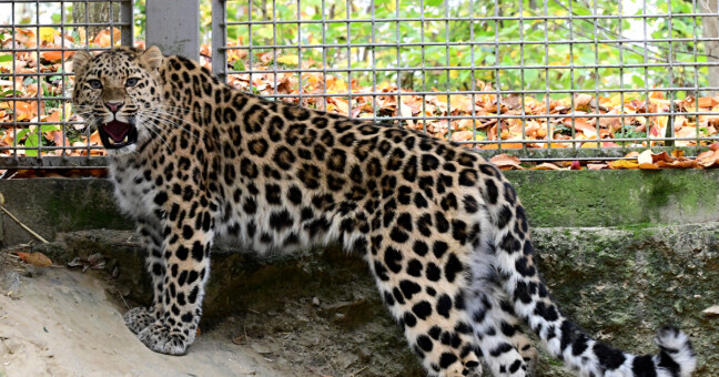 Zdroj: Zoo Olomouc